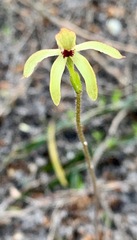 Caladenia transitoria