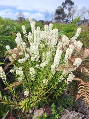 Stackhousia monogyna