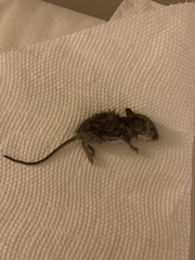 Peromyscus sonoriensis