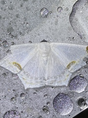 Sericoptera mahometaria