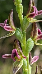 Prasophyllum nitidum