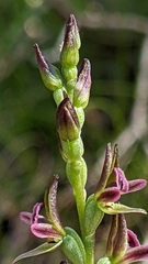 Prasophyllum nitidum