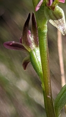 Prasophyllum nitidum