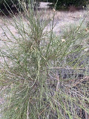 Lepidospartum squamatum