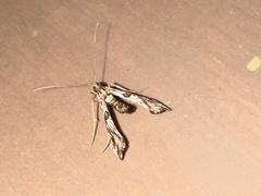 Lineodes