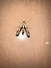 Lineodes