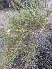 Lepidospartum squamatum