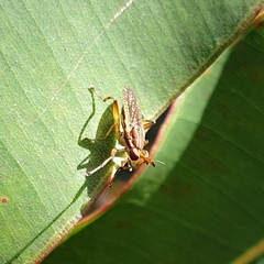 Dichetophora