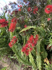 Melaleuca viminalis