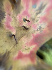 Vasates aceriscrumena