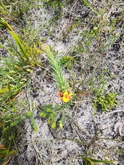 Dillwynia sericea