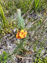 Dillwynia sericea
