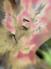 Vasates aceriscrumena