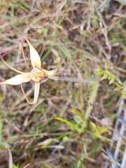 Caladenia orientalis