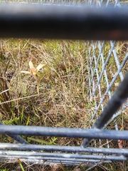 Caladenia orientalis