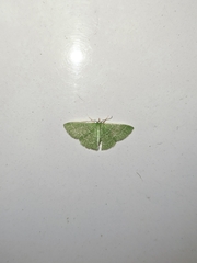 Synchlora frondaria