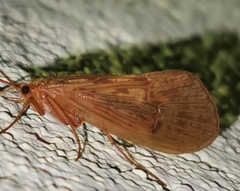 Halesus