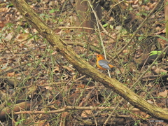 Cossypha natalensis natalensis