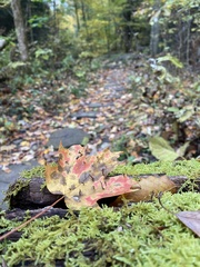 Vasates aceriscrumena