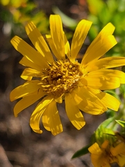 Grindelia lanceolata