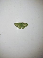 Synchlora frondaria