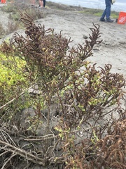 Salicornia pacifica