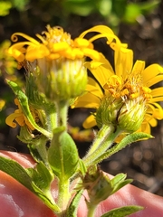 Grindelia lanceolata
