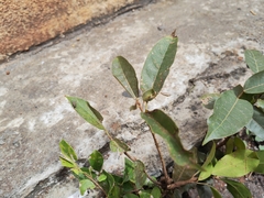 Ficus virens