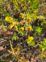 Grindelia lanceolata