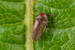 Trixagus dermestoides