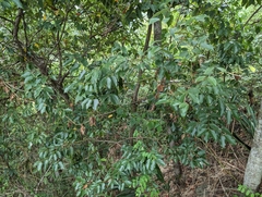 Cinnamomum insularimontanum