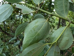Cinnamomum insularimontanum