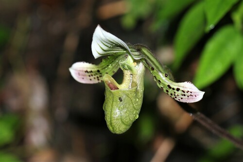 Schoser's Paphiopedilum (Paphiopedilum schoseri)