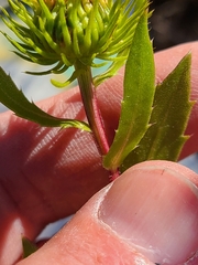 Grindelia lanceolata