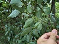 Cinnamomum insularimontanum