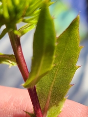 Grindelia lanceolata