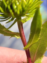 Grindelia lanceolata
