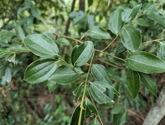 Cinnamomum insularimontanum