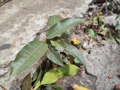 Ficus virens