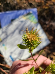 Grindelia lanceolata
