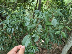 Cinnamomum insularimontanum
