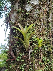 Tillandsioideae