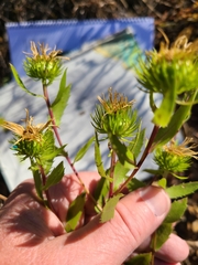 Grindelia lanceolata