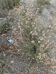 Eriogonum fasciculatum foliolosum