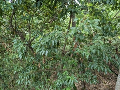 Cinnamomum insularimontanum