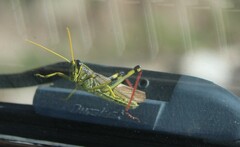 Schistocerca albolineata