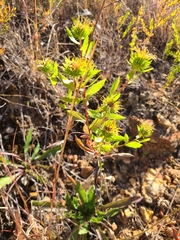 Grindelia lanceolata