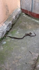 Amphiesma stolatum