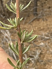 Eriogonum fasciculatum foliolosum