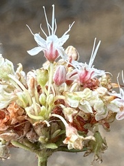 Eriogonum fasciculatum foliolosum